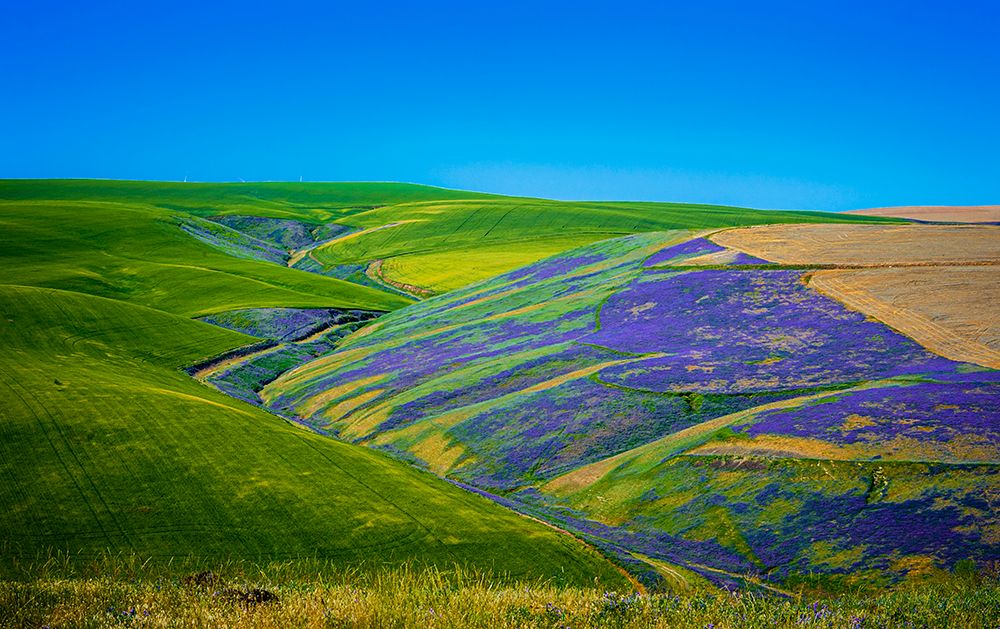 USA-WA-Walla Walla Field of vetch art print by Richard Duval for $57.95 CAD