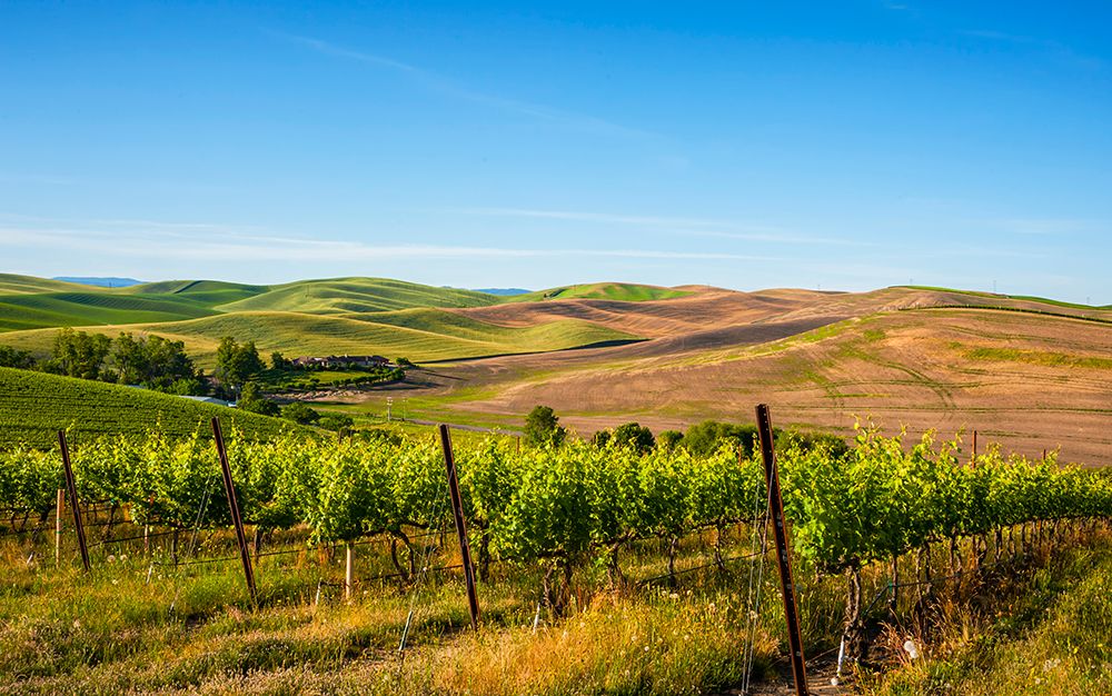 USA-WA-Walla Walla Vineyard bordered by historic wheatfields north of Walla Walla art print by Richard Duval for $57.95 CAD