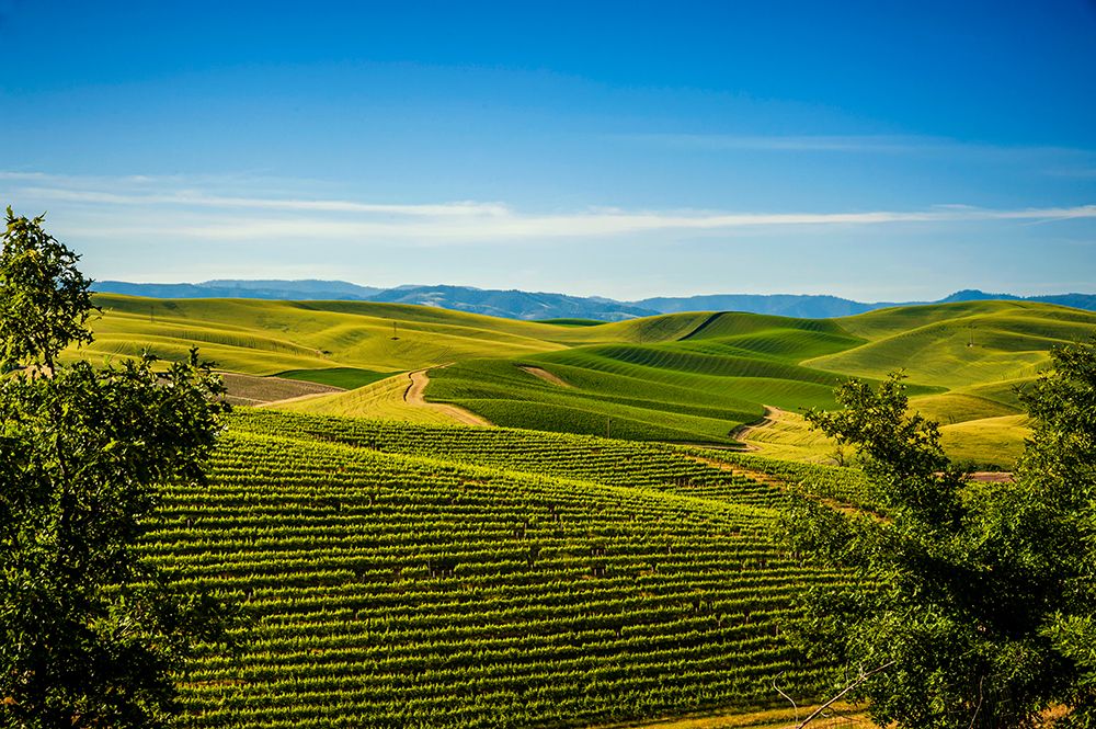 USA-WA-Walla Walla The Spring Valley Vineyard is bordered by wheat fields on all sides art print by Richard Duval for $57.95 CAD