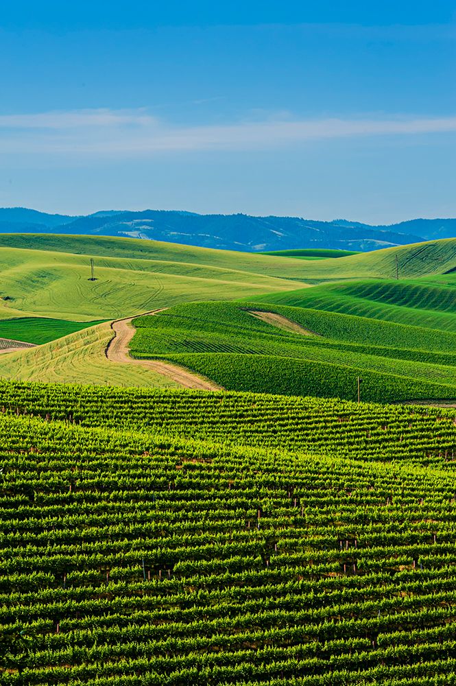 USA-WA-Walla Walla Vineyard bordered by historic wheatfields north of Walla Walla art print by Richard Duval for $57.95 CAD