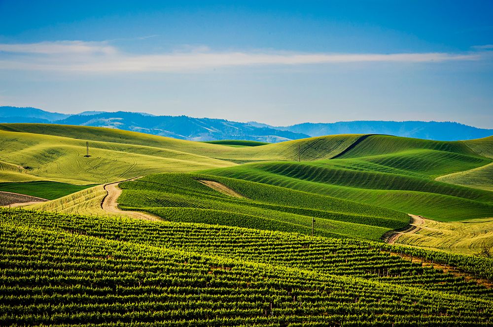 USA-WA-Walla Walla The Spring Valley Vineyard is bordered by wheat fields on all sides art print by Richard Duval for $57.95 CAD