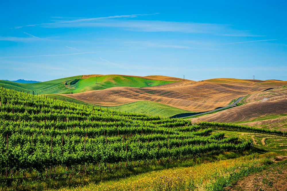 USA-WA-Walla Walla Vineyard bordered by historic wheatfields north of Walla Walla art print by Richard Duval for $57.95 CAD