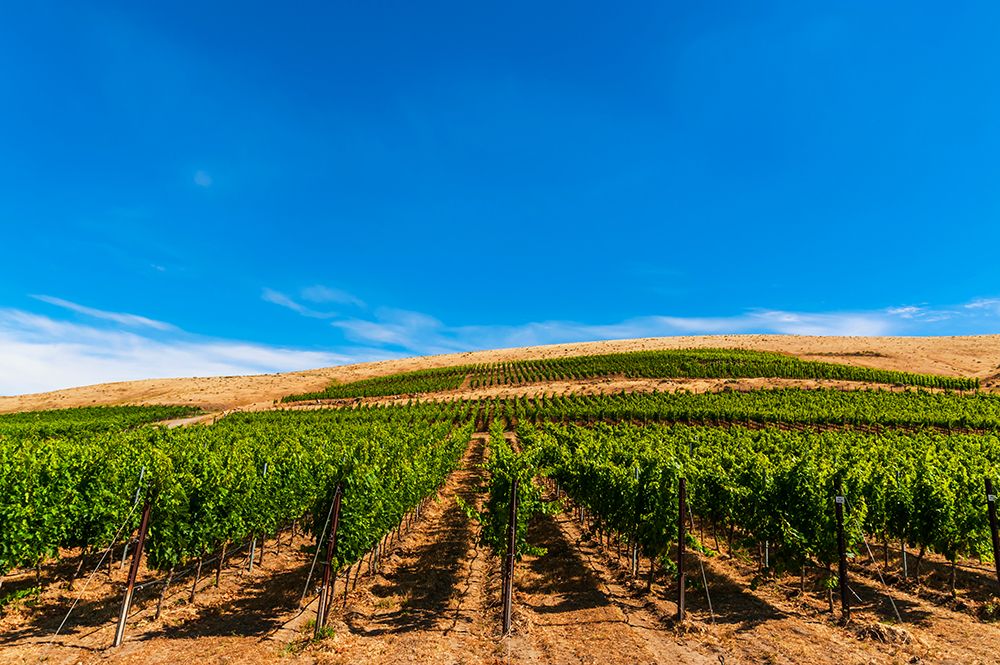 USA-WA Vineyard with increasing elevation-Red Mountain in Washingtons Yakima Valley art print by Richard Duval for $57.95 CAD