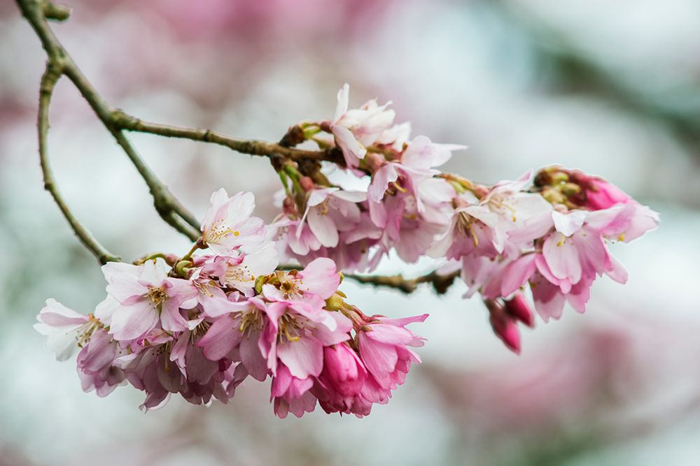 Washington State-Bellevue Cherry blossoms art print by Rob Tilley for $57.95 CAD