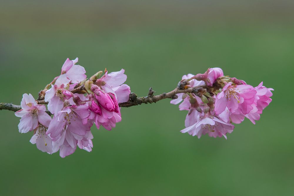 Washington State-Bellevue Cherry blossoms art print by Rob Tilley for $57.95 CAD