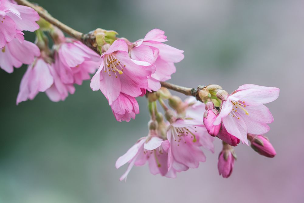 Washington State-Bellevue Cherry blossoms art print by Rob Tilley for $57.95 CAD