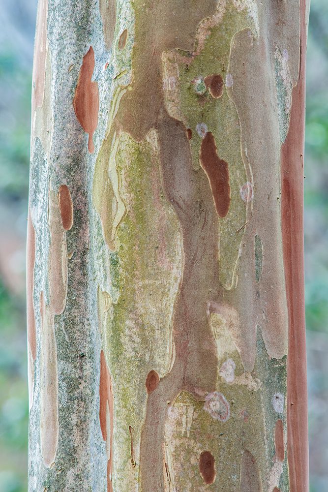 Washington State-Bellevue Crape Myrtle trunk art print by Rob Tilley for $57.95 CAD