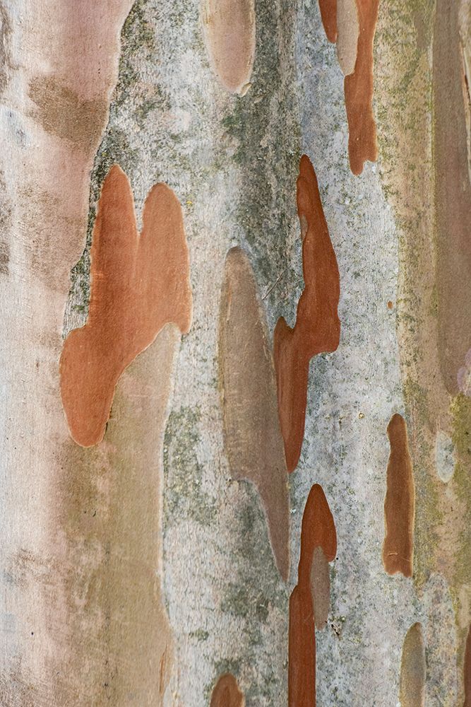 Washington State-Bellevue Crape Myrtle trunk art print by Rob Tilley for $57.95 CAD