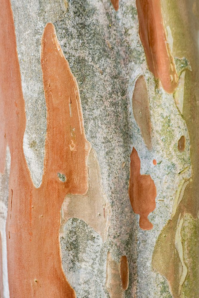 Washington State-Bellevue Crape Myrtle trunk art print by Rob Tilley for $57.95 CAD