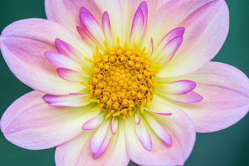 Washington State-Bellevue Dahlia art print by Rob Tilley for $57.95 CAD
