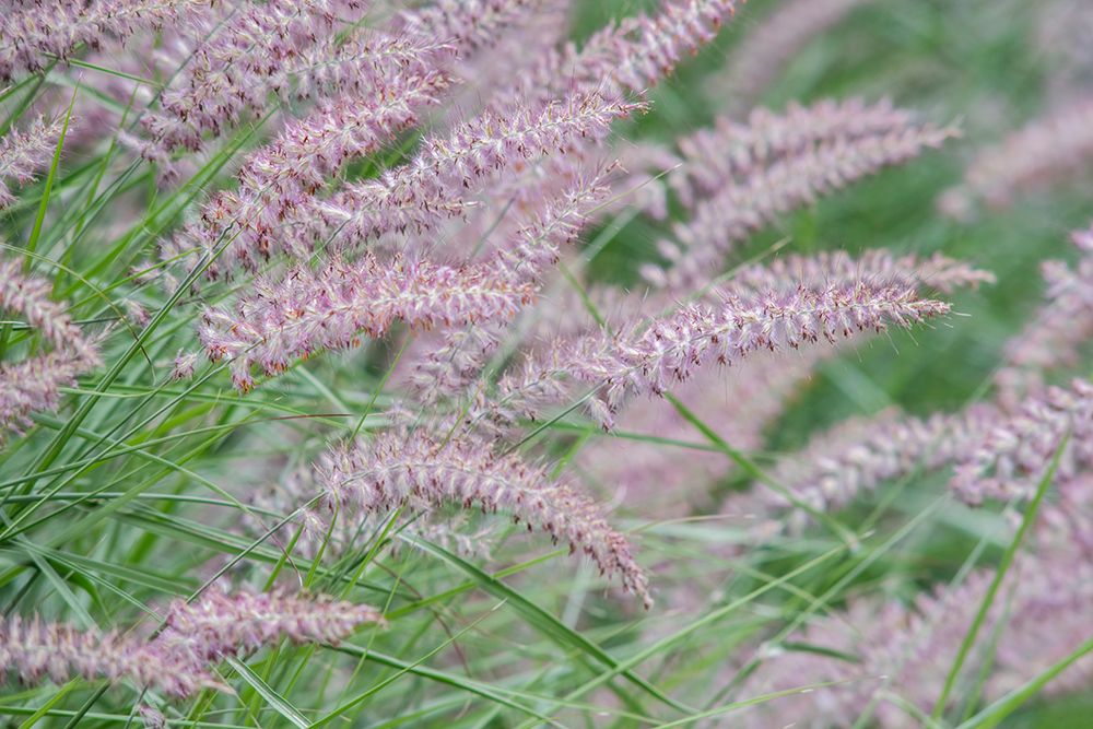 Washington State-Bellevue Fountain grass art print by Rob Tilley for $57.95 CAD