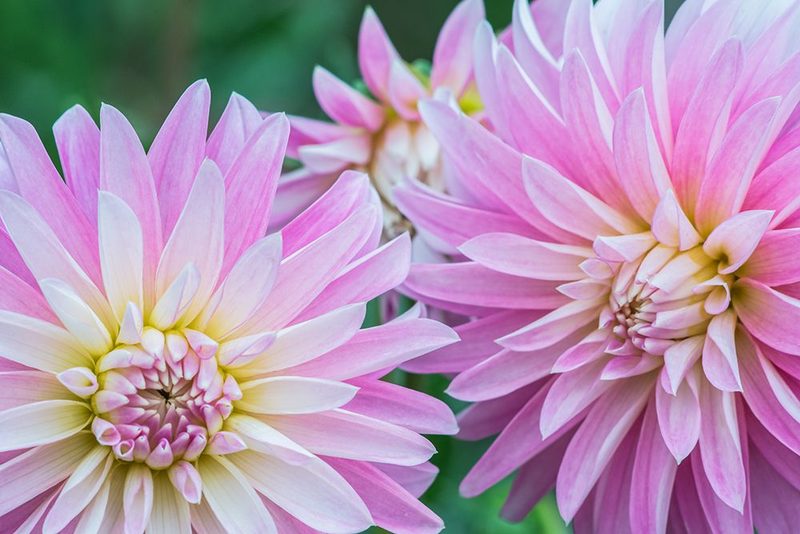 Washington State-Seattle Dahlia art print by Rob Tilley for $57.95 CAD