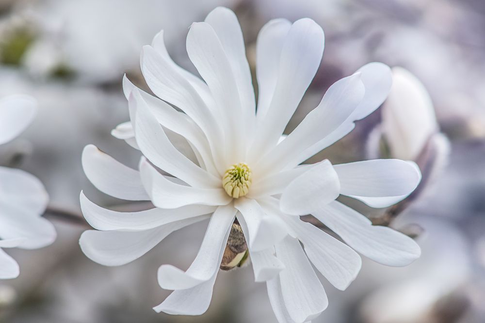 Washington State, Bellevue. Star Magnolia art print by Rob Tilley for $57.95 CAD