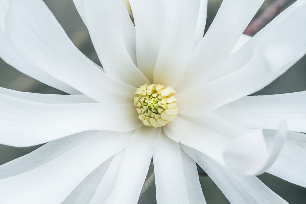 Washington State, Bellevue. Star Magnolia art print by Rob Tilley for $57.95 CAD