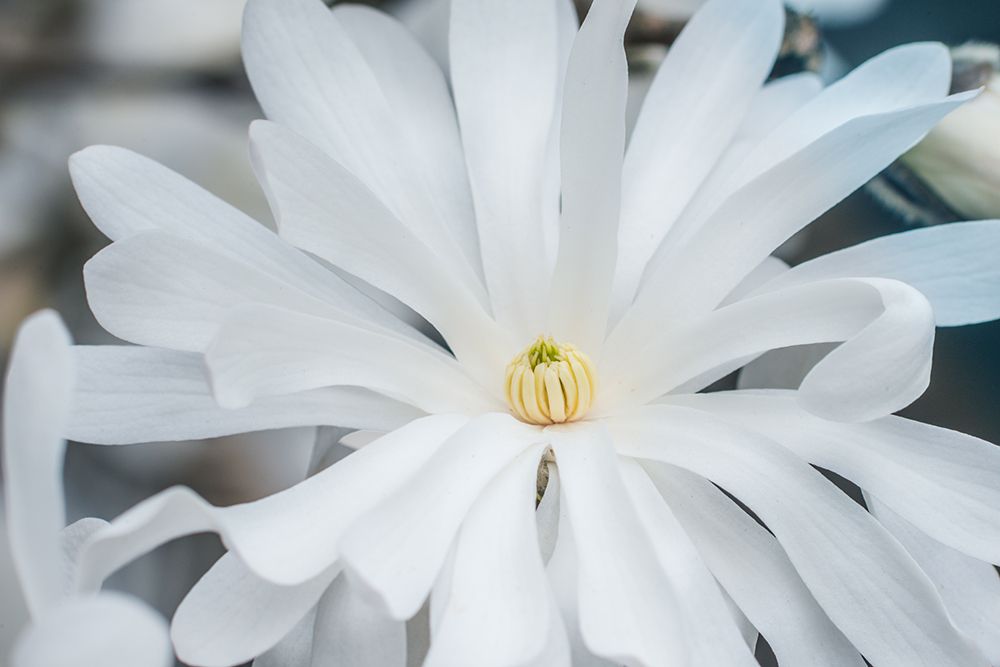 Washington State, Bellevue. Star Magnolia art print by Rob Tilley for $57.95 CAD
