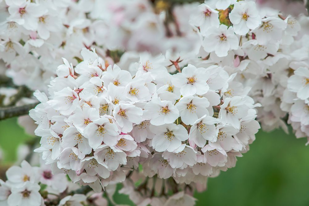 Washington State, Bellevue. Cherry blossoms art print by Rob Tilley for $57.95 CAD