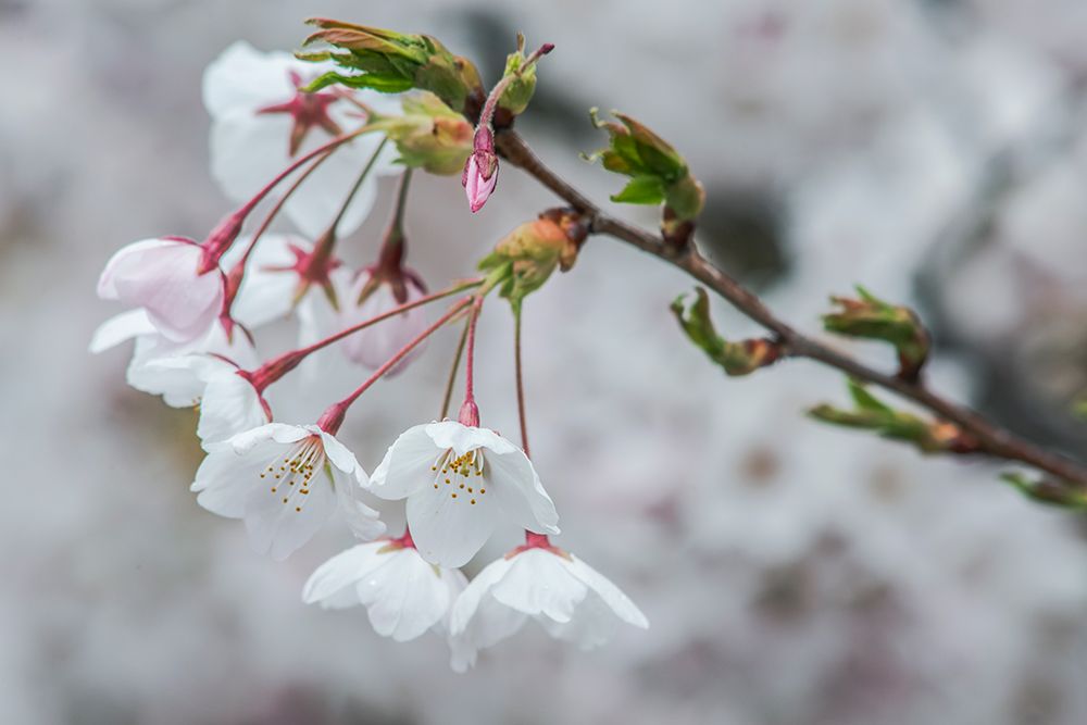 Washington State, Bellevue. Cherry blossoms art print by Rob Tilley for $57.95 CAD