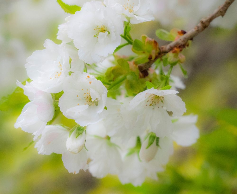 Washington State-Seattle-Washington Arboretum-Springtime cherry blooming art print by Sylvia Gulin for $57.95 CAD