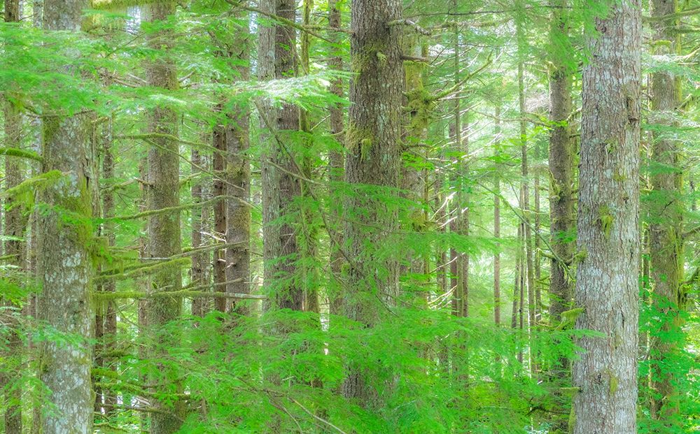 Washington State Hump tulips Hemlock evergreen forest art print by Sylvia Gulin for $57.95 CAD