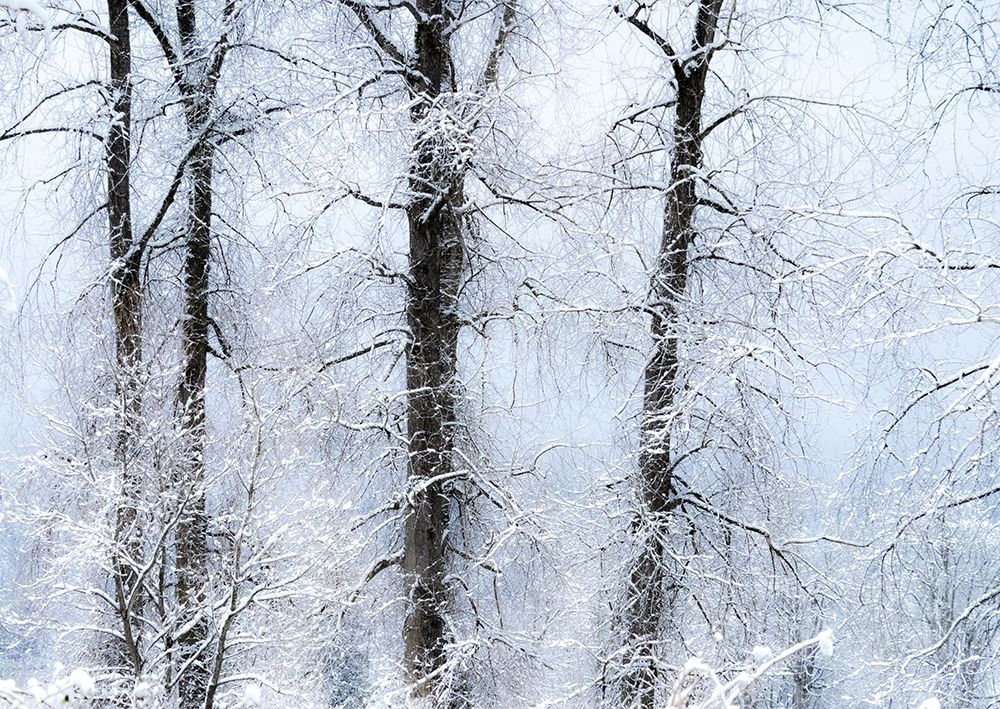 Washington State-Fall City valley with fresh snows on Cottonwoods art print by Sylvia Gulin for $57.95 CAD