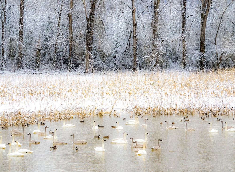 Washington State-Fall City flooded pond with winters fresh snow and Trumpeter swans and ducks art print by Sylvia Gulin for $57.95 CAD