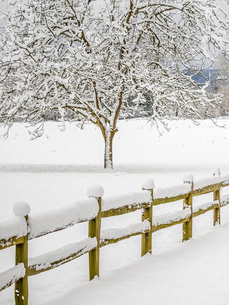 Washington State-Fall City-fresh snow on trees and fence art print by Sylvia Gulin for $57.95 CAD