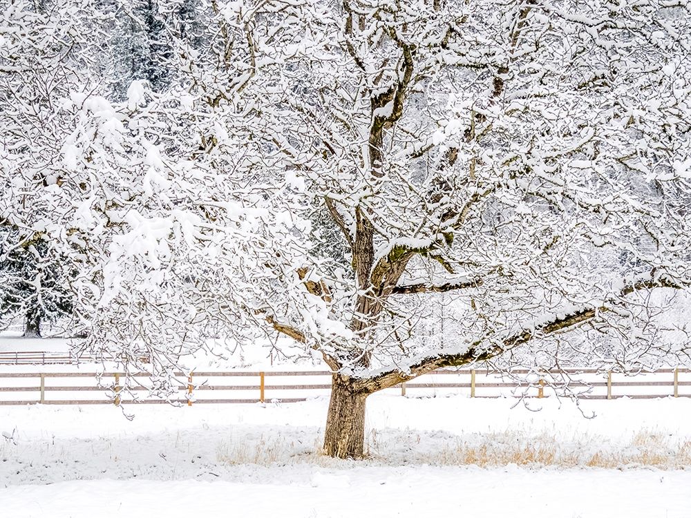 Washington State-Fall City-fresh snow on trees and fence art print by Sylvia Gulin for $57.95 CAD