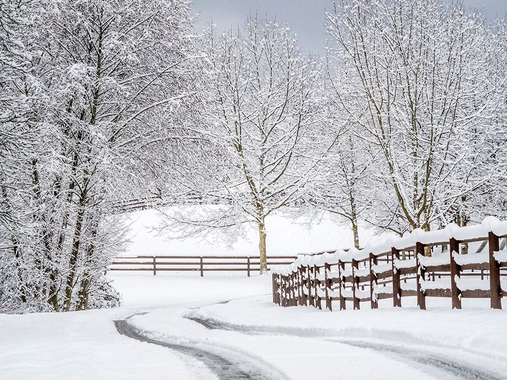 Washington State-Fall City-fresh snow on trees and fence and snow covered road art print by Sylvia Gulin for $57.95 CAD