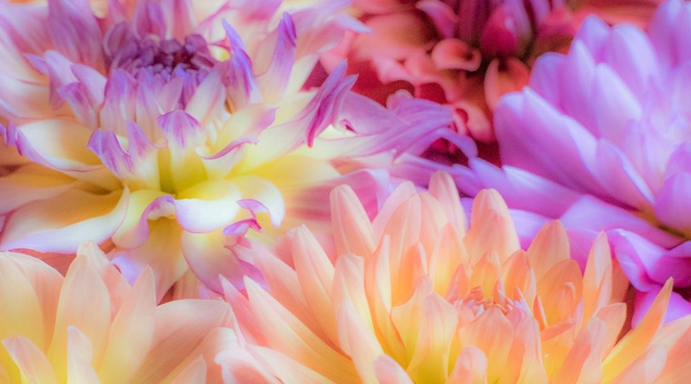 Washington State-Sammamish Dahlia flower design and patterns art print by Sylvia Gulin for $57.95 CAD