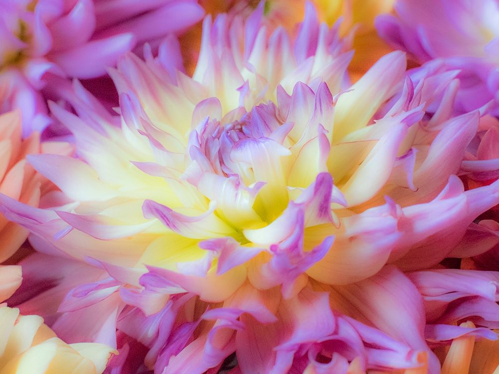 Washington State-Sammamish Dahlia flower design and patterns art print by Sylvia Gulin for $57.95 CAD