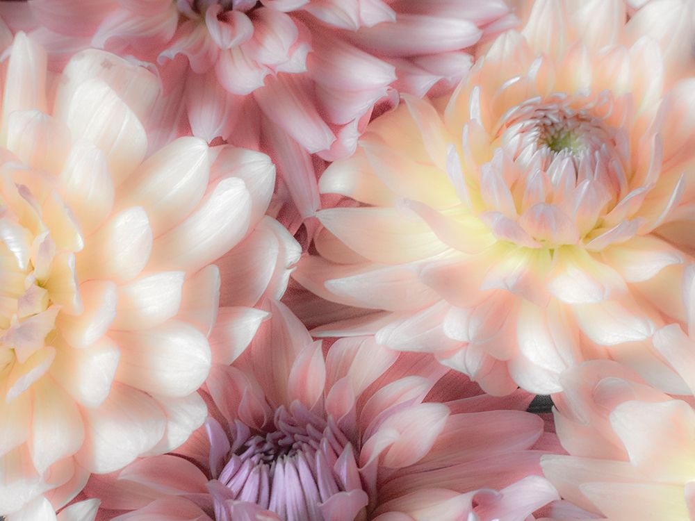 Washington State-Sammamish Dahlia flower design and patterns art print by Sylvia Gulin for $57.95 CAD