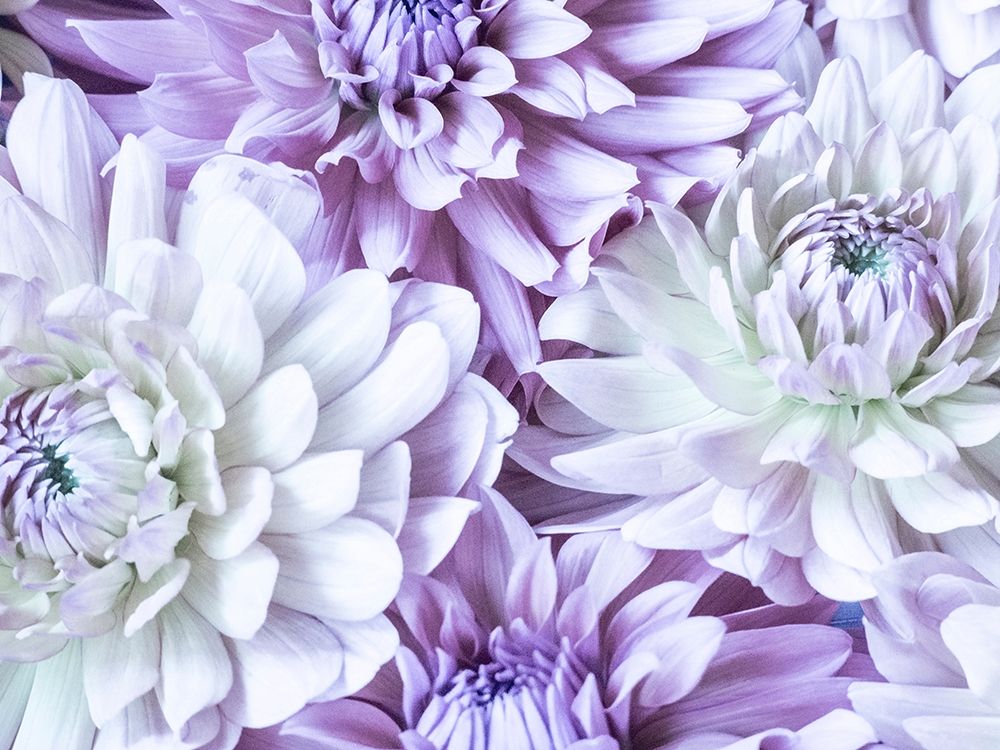 Washington State-Sammamish Dahlia flower design and patterns art print by Sylvia Gulin for $57.95 CAD