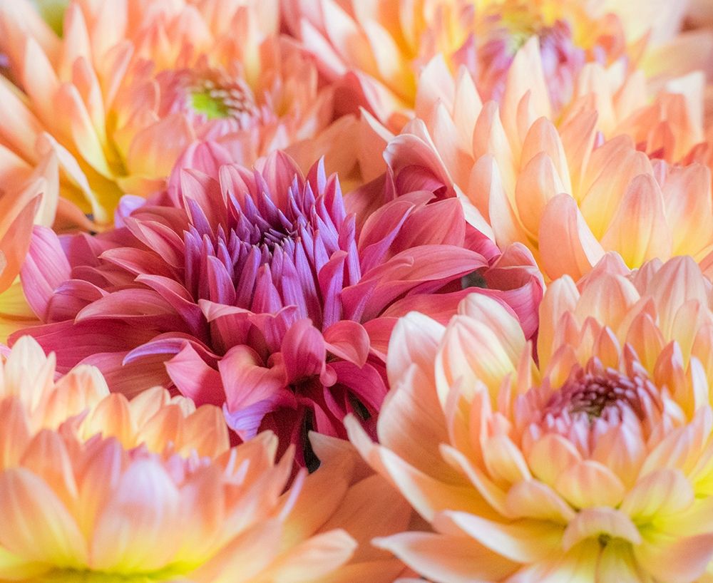 Washington State-Sammamish Dahlia flower design and patterns art print by Sylvia Gulin for $57.95 CAD