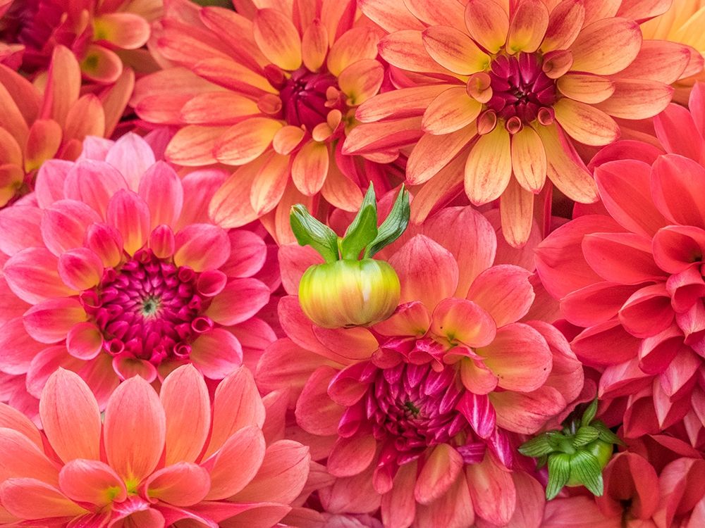 Washington State-Sammamish Dahlia flower design and patterns art print by Sylvia Gulin for $57.95 CAD