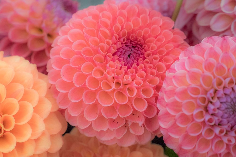 Washington State-Sammamish Dahlia flower design and patterns art print by Sylvia Gulin for $57.95 CAD
