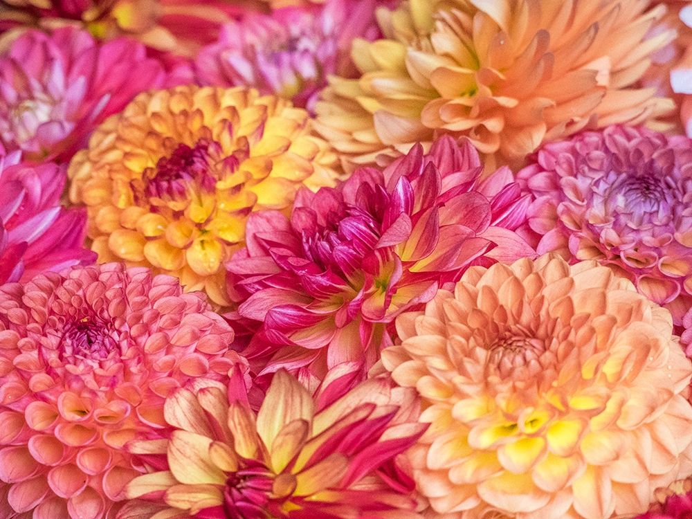 Washington State-Sammamish Dahlia flower design and patterns art print by Sylvia Gulin for $57.95 CAD