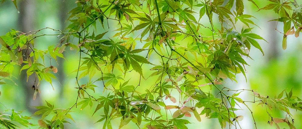 Washington State-Sammamish-looking up through Japanese Maple Leaves in Autumns colors art print by Sylvia Gulin for $57.95 CAD