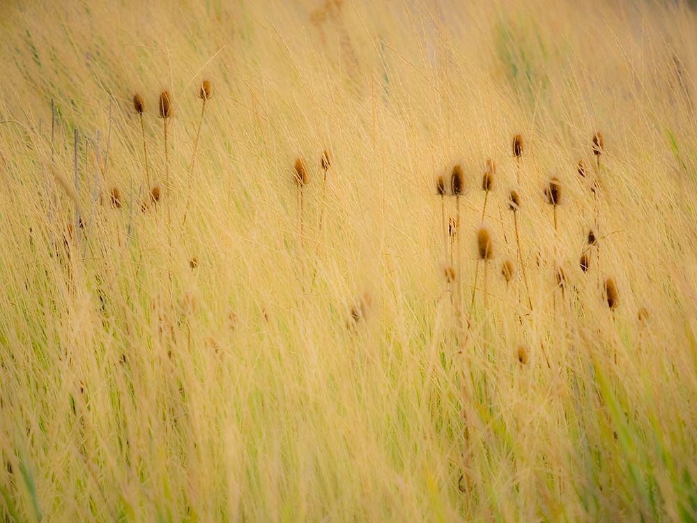 Washington State-Palouse-Eastern Washington and Teasel and grasses gold colors art print by Sylvia Gulin for $57.95 CAD