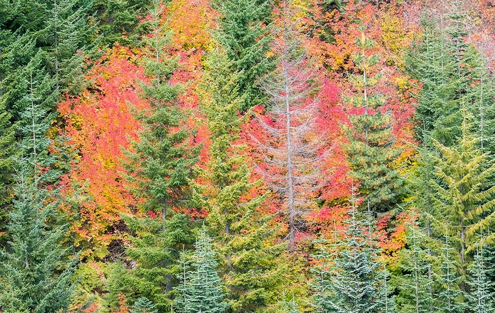 Stampede Pass-Washington State-Cascade Mountains with reds of Vine Maple trees art print by Sylvia Gulin for $57.95 CAD