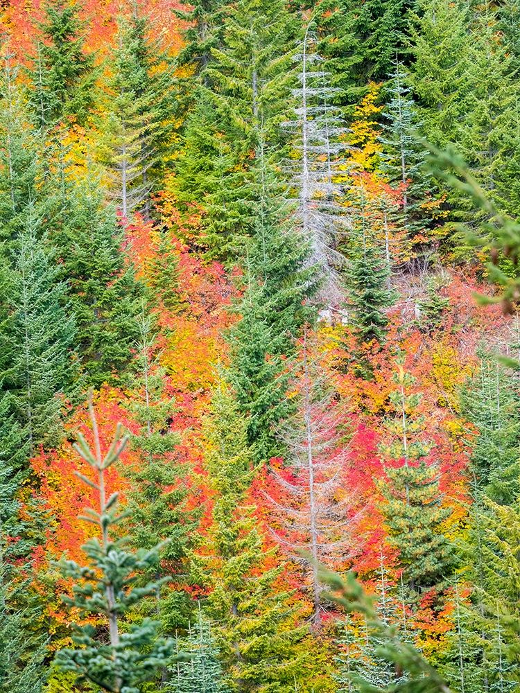 Stampede Pass-Washington State-Cascade Mountains with reds of Vine Maple trees art print by Sylvia Gulin for $57.95 CAD