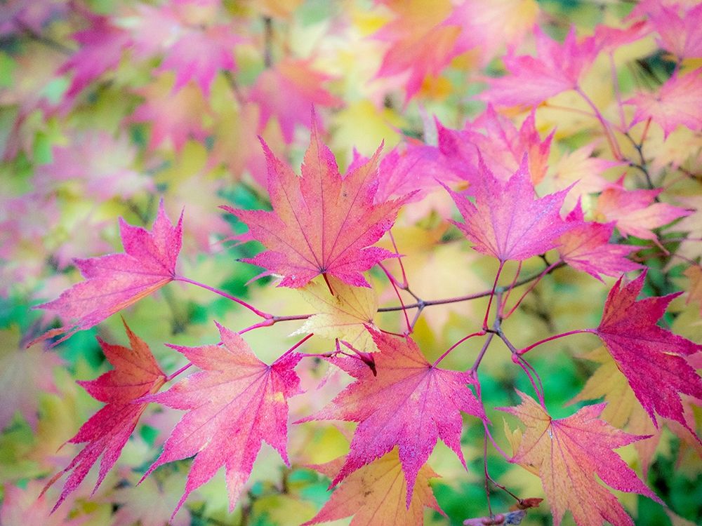 Washington State-Sammamish Japanese Maple leaves fall colors in gold and reds art print by Sylvia Gulin for $57.95 CAD