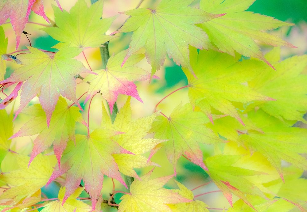 Washington State-Sammamish Japanese Maple leaves fall colors in gold and reds art print by Sylvia Gulin for $57.95 CAD