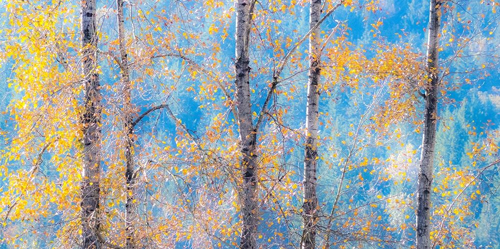 Washington State-Preston with Cottonwood trees springtime leafing out art print by Sylvia Gulin for $57.95 CAD