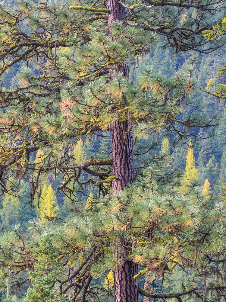 Washington State-Blewett Pass in autumn and Pine Trees art print by Sylvia Gulin for $57.95 CAD