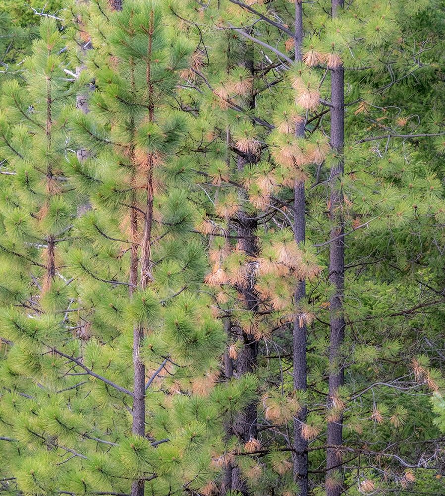 Washington State-Blewett Pass in autumn and Pine Trees art print by Sylvia Gulin for $57.95 CAD
