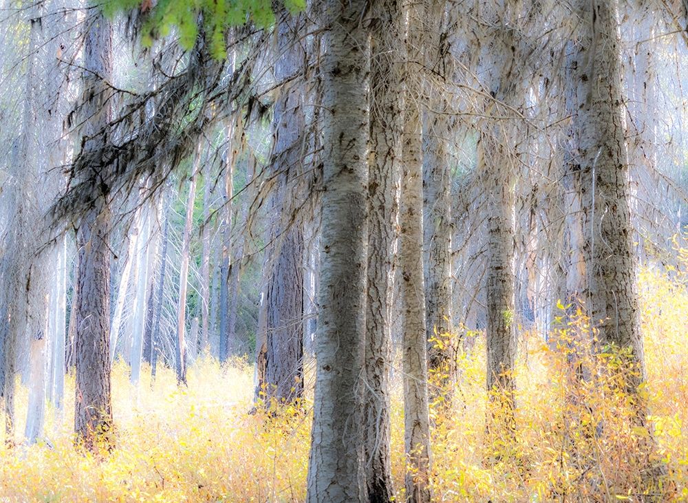 Washington State-Blewett Pass in autumn and Larch trees in fire damaged area art print by Sylvia Gulin for $57.95 CAD