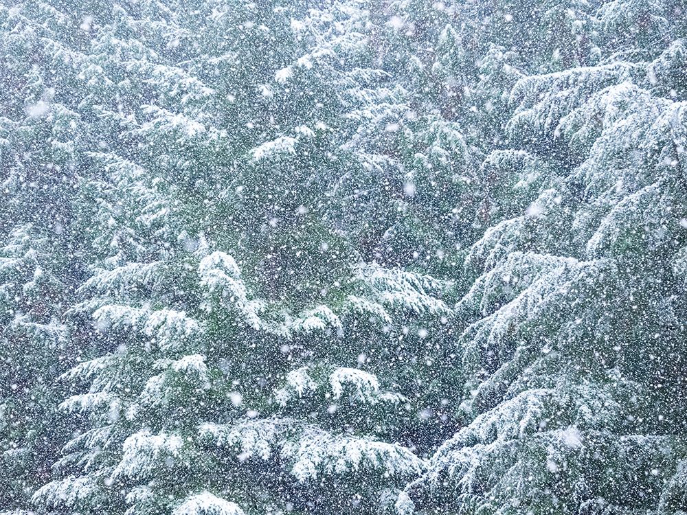 Washington State-Sammamish fresh Autumn heavy snowfall coming down on Evergreens art print by Sylvia Gulin for $57.95 CAD