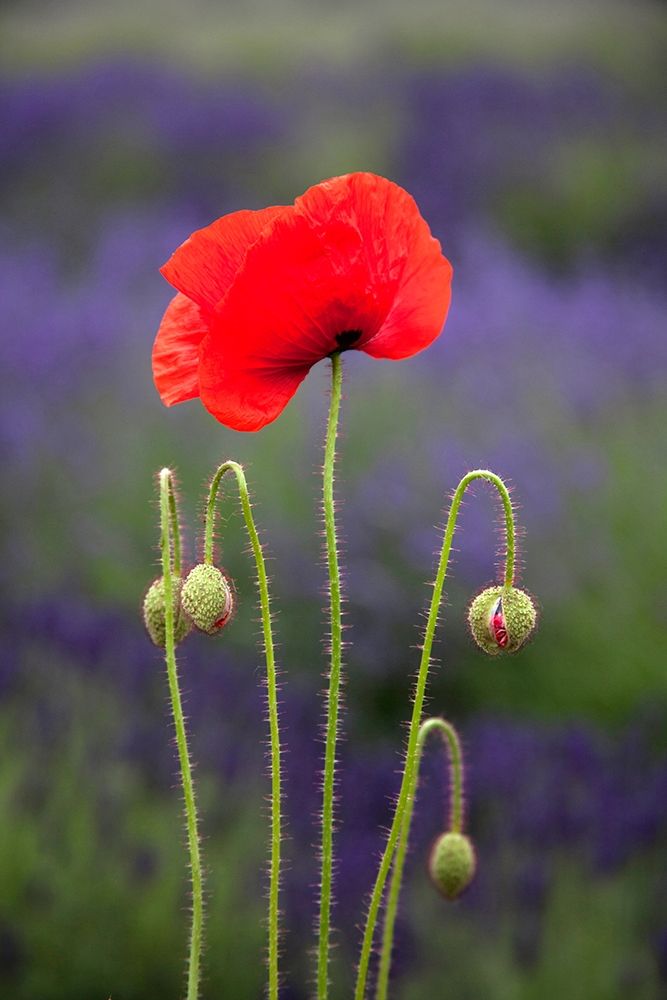 Washington State-Sequim-early summer blooming red poppies art print by Sylvia Gulin for $57.95 CAD