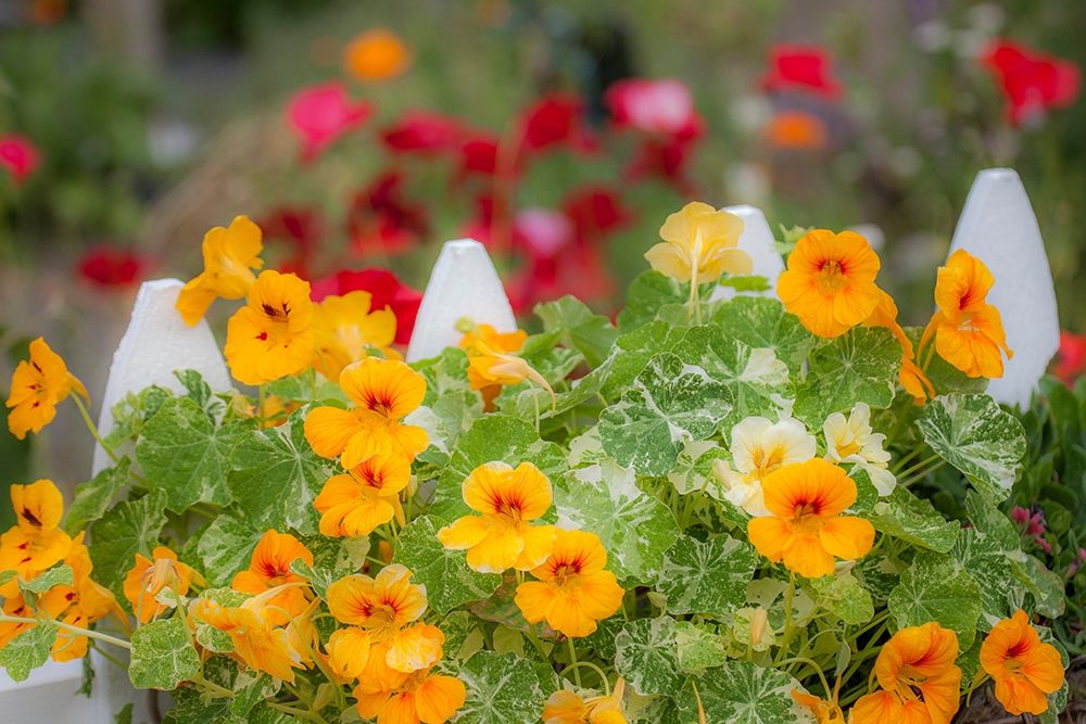 Washington State-Sequim-early summer blooming Nasturtium and white picket fence art print by Sylvia Gulin for $57.95 CAD