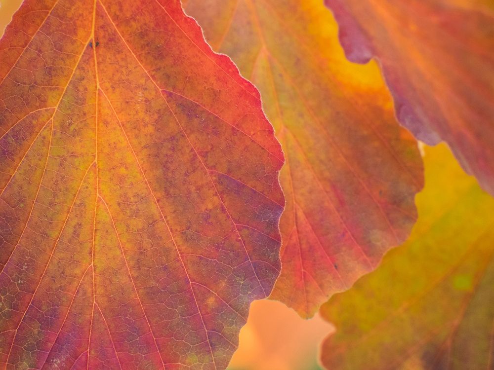 Washington State-Sammamish witch hazel leaves with fall color art print by Sylvia Gulin for $57.95 CAD
